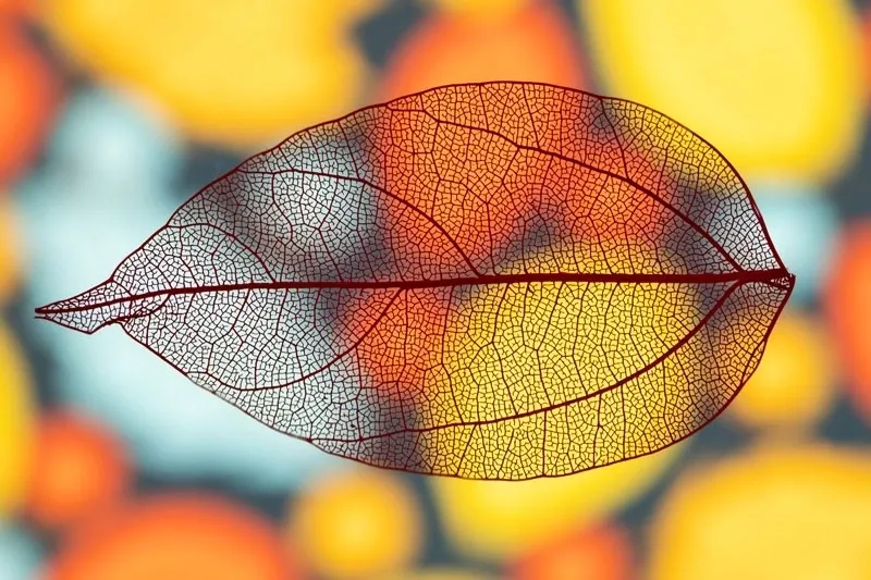 hoja-de-otoño-vívida-transparente